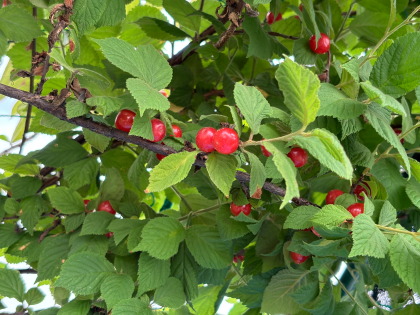 ファイル 6504-1.jpg