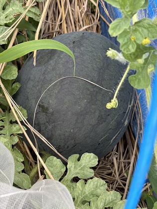 ファイル 6550-1.jpg