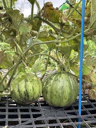 ファイル 6551-1.jpg