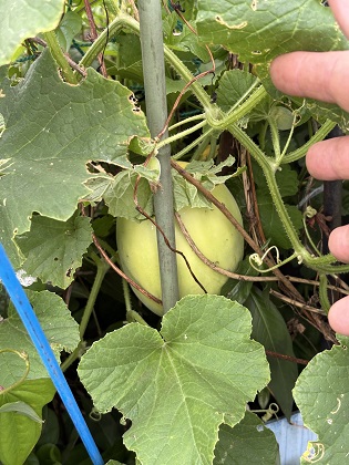 ファイル 6552-1.jpg