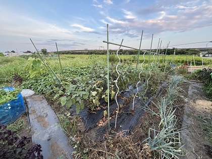 ファイル 6589-1.jpg