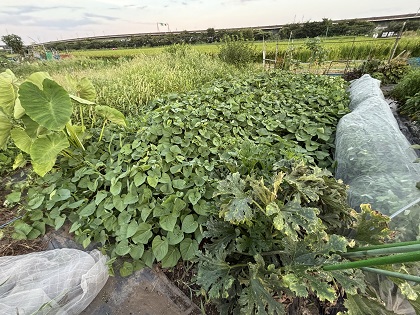 ファイル 6590-1.jpg