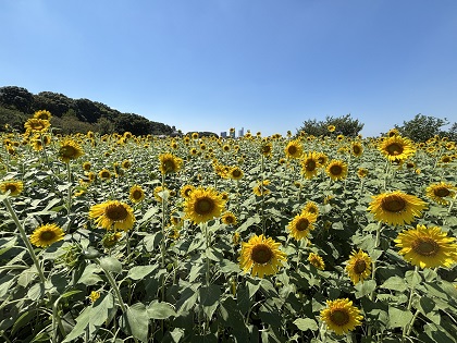 ファイル 6600-1.jpg