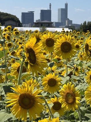 ファイル 6600-2.jpg