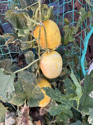 ファイル 6604-1.jpg