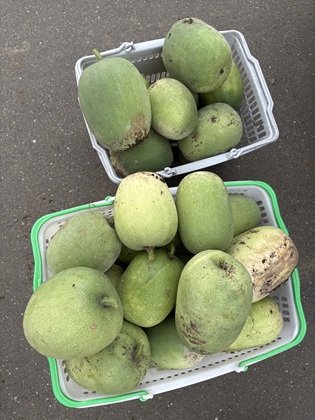 ファイル 6656-1.jpg