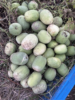 ファイル 6656-2.jpg