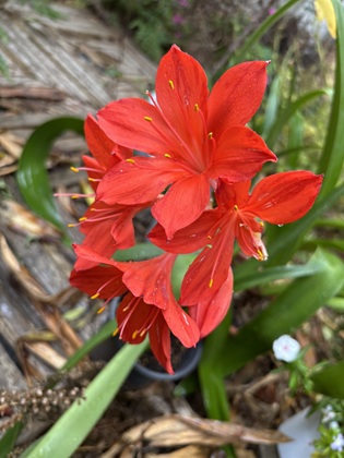 ファイル 6660-1.jpg