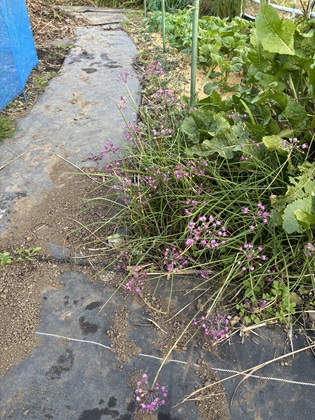 ファイル 6673-1.jpg