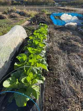 ファイル 6685-1.jpg