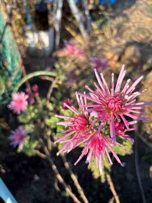 ファイル 6686-2.jpg