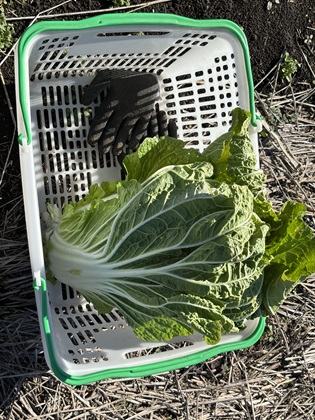 ファイル 6722-1.jpg