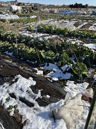 ファイル 6726-1.jpg