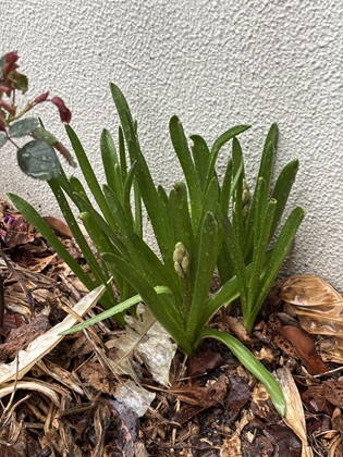 ファイル 6783-1.jpg