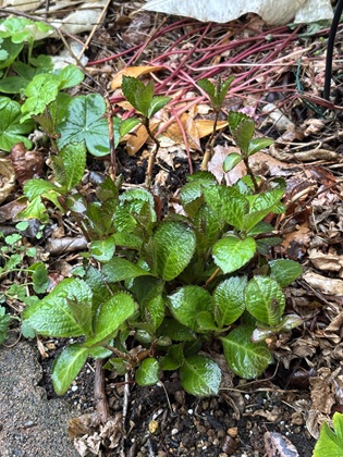 ファイル 6784-1.jpg