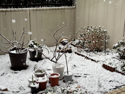 ファイル 6792-1.jpg