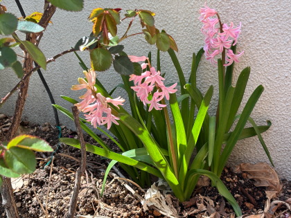 ファイル 6795-1.jpg