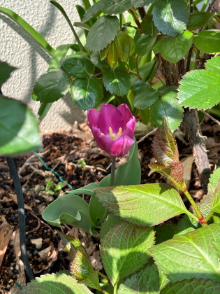 ファイル 6808-1.jpg