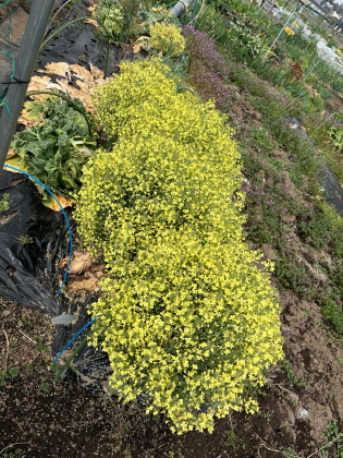 ファイル 6811-1.jpg