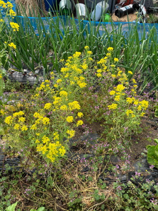 ファイル 6811-2.jpg