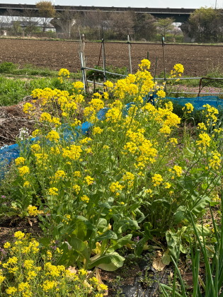 ファイル 6811-3.jpg