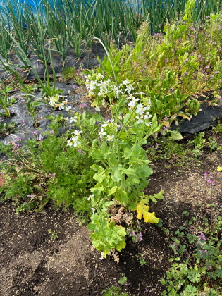 ファイル 6811-4.jpg