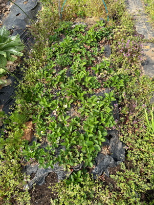 ファイル 6813-1.jpg