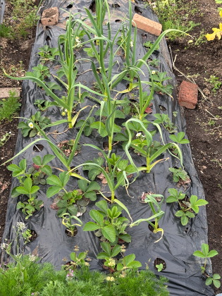 ファイル 6813-2.jpg