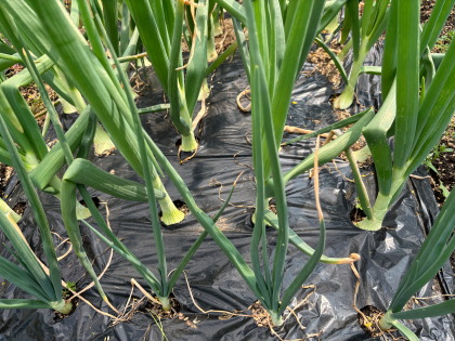 ファイル 6814-1.jpg