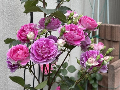ファイル 6850-1.jpg