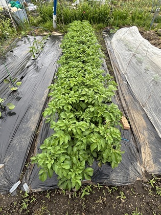 ファイル 6853-1.jpg