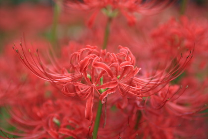 ファイル 6986-5.jpg