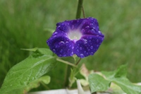 ファイル 7-1.jpg