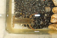 ファイル 986-1.jpg