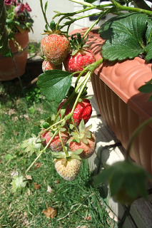 ファイル 988-1.jpg