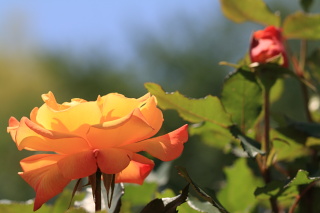 ファイル 990-1.jpg