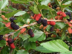 ファイル 998-1.jpg