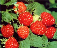 ファイル 999-1.jpg